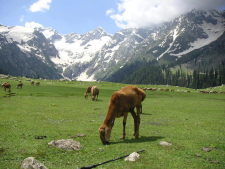 Naran Kaghan Shogran